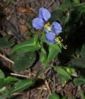 Commelina communis