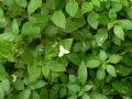 Tradescantia fluminensis