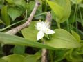 Tradescantia fluminensis