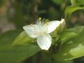 Tradescantia fluminensis