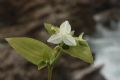 Tradescantia fluminensis