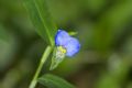 Commelina communis