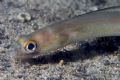 Ariosoma balearicum