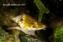 Conidae