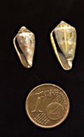 Conus mediterraneus - sinistrorso