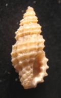 Clathromangelia granum