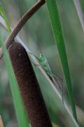 Anisoptera fusca