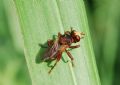 Sicus sp.