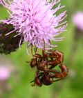 Sicus ferrugineus