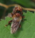 Sicus sp.