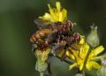 Sicus ferrugineus