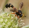 Physocephala vittata (cfr.)