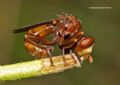 Sicus ferrugineus (cfr.)