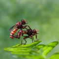 Sicus ferrugineus