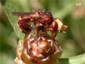 Sicus ferrugineus