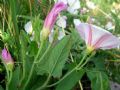 Convolvulus arvensis