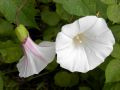 Convolvulus silvaticus