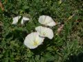 Convolvulus arvensis