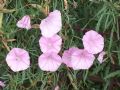 Convolvulus elegantissimus