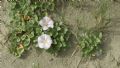 Convolvulus soldanella