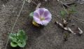 Convolvulus soldanella