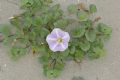 Convolvulus soldanella