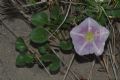 Convolvulus soldanella