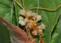 Cuscuta campestris