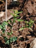 Convolvulus pentapetaloides