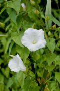 Convolvulus sepium