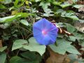 Ipomoea indica