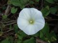 Convolvulus silvaticus