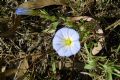 Convolvulus tricolor