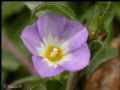 Convolvulus pentapetaloides