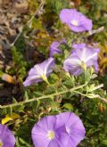 Convolvulus sabatius