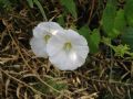 Convolvulus sepium