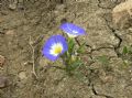 Convolvulus tricolor