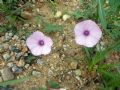 Convolvulus althaeoides