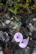 Convolvulus althaeoides