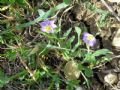 Convolvulus pentapetaloides