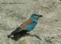 Coracias garrulus
