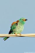 Coracias garrulus