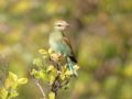 Coracias garrulus