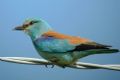 Coracias garrulus