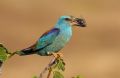 Coracias garrulus