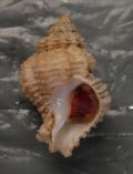 Coralliophila trigoi