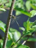 Somatochlora metallica