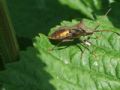 Coreus marginatus