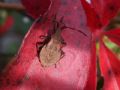 Coreus marginatus