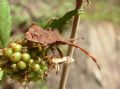 Coreus marginatus